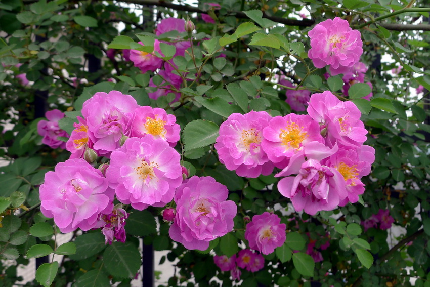 P1070842_调整大小.JPG