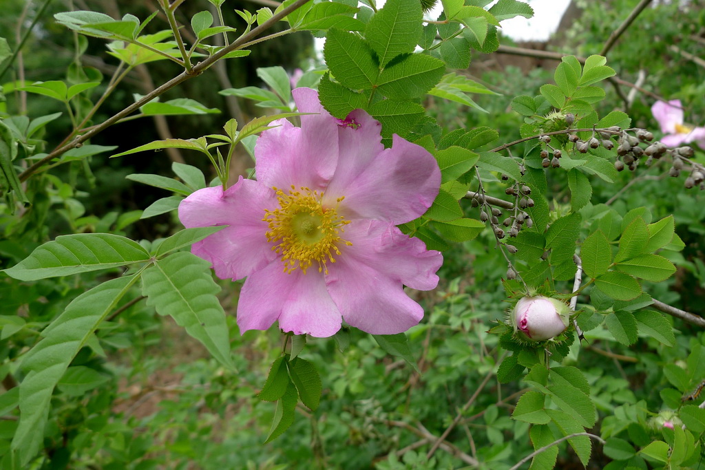 P1080230_调整大小.JPG