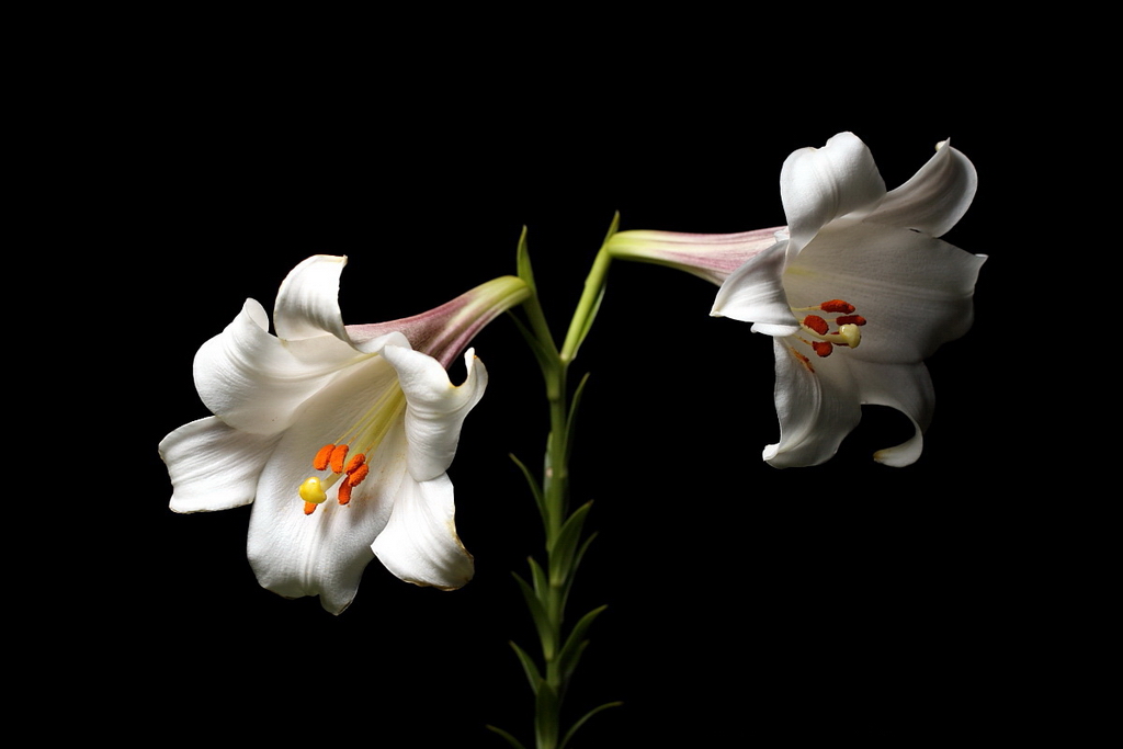 1 野百合 Lilium brownii_调整大小.jpg