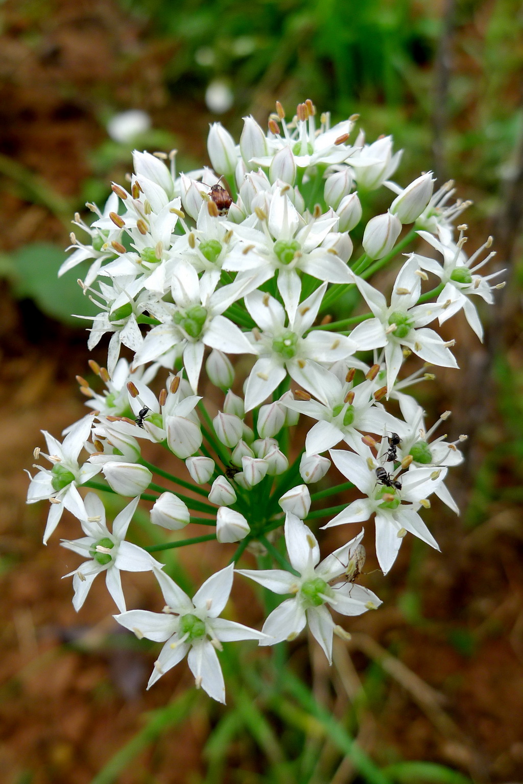 9 韭菜花_调整大小.JPG