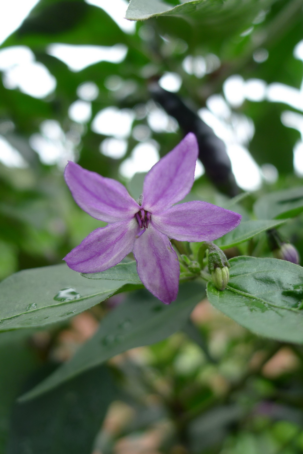 2 茄子花_调整大小.JPG