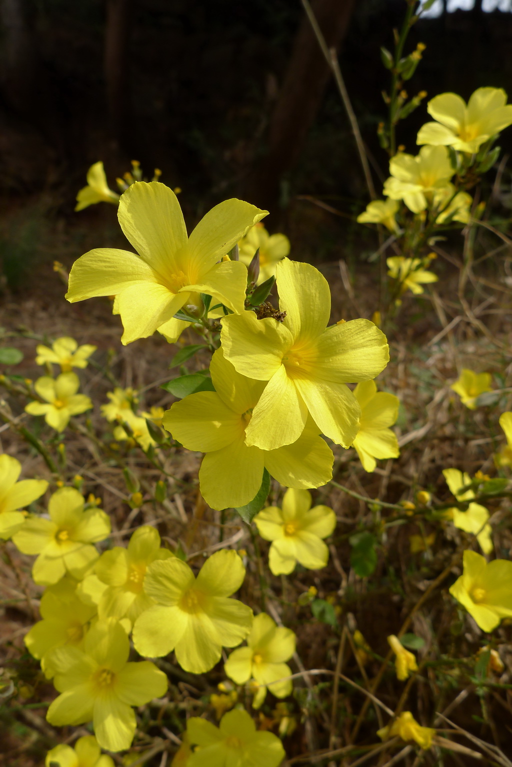 3 石海椒 _调整大小.JPG