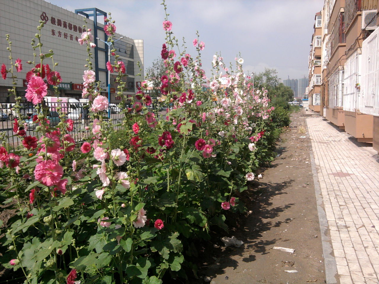 1 大庆市东方好百年附近的蜀葵花.jpg